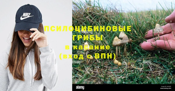 крисы Алзамай