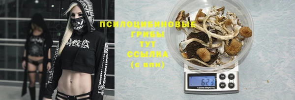 крисы Алзамай
